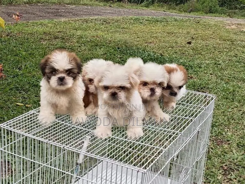 Shihtzu Puppy