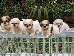 Shihtzu Puppy