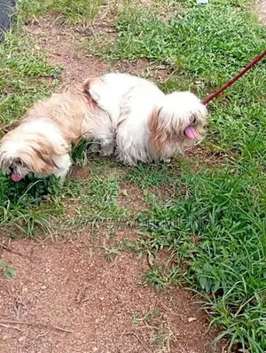 Shihtzu Puppy