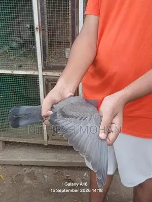 Pigeon Timing Riser Chick Pair