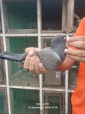 Pigeon Timing Riser Chick Pair