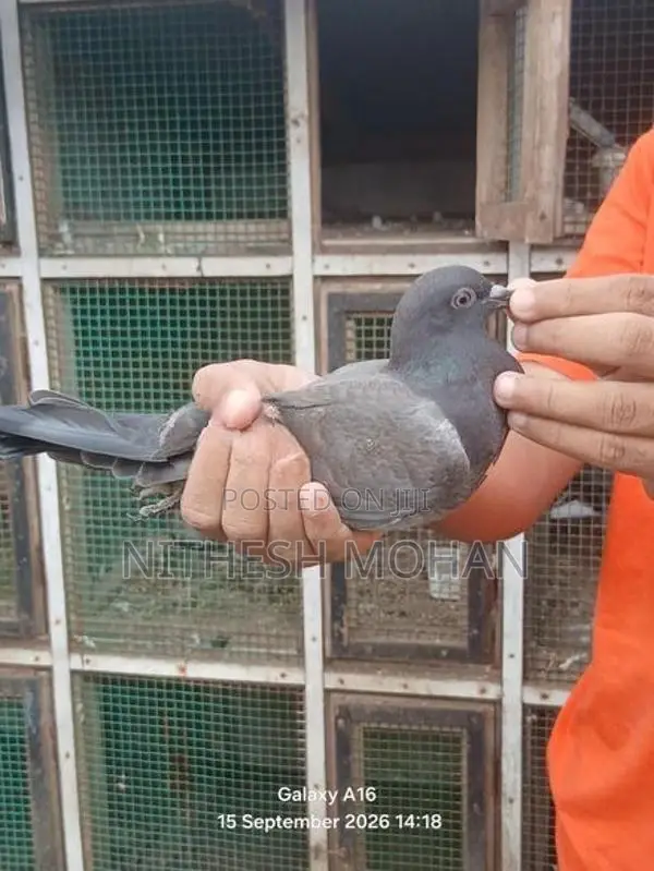 Pigeon Timing Riser Chick Pair
