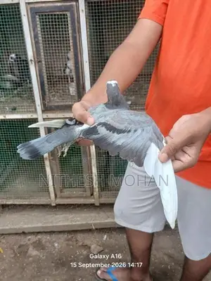 Pigeon Timing Riser Chick Pair