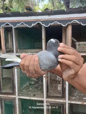 Pigeon Timing Riser Chick Pair