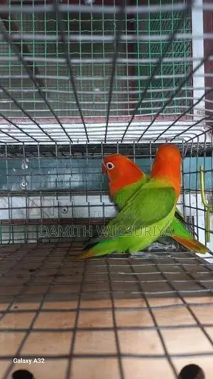Green Opalines 02 Birds