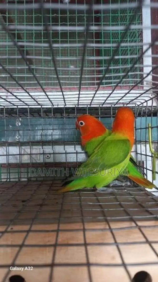 Green Opalines 02 Birds
