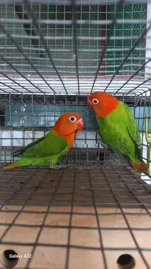 Green Opalines 02 Birds