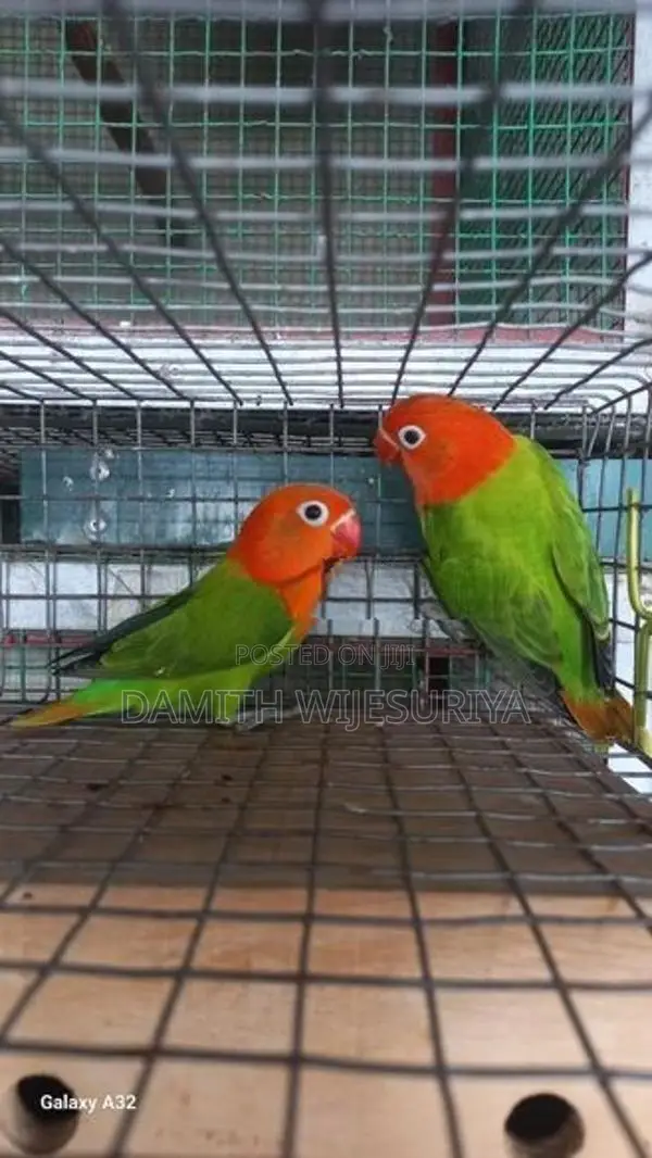 Green Opalines 02 Birds