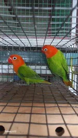 Green Opalines 02 Birds