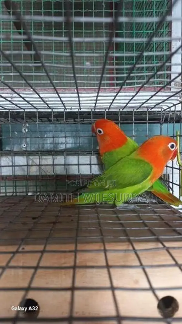 Green Opalines 02 Birds