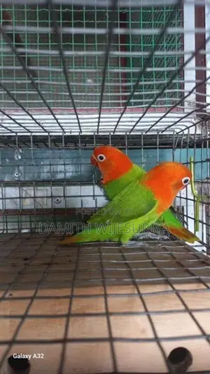 Green Opalines 02 Birds