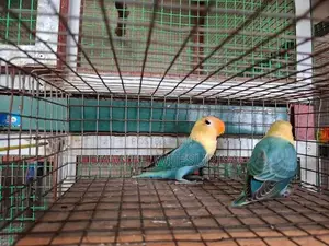 Turquoise Parblue Opalines