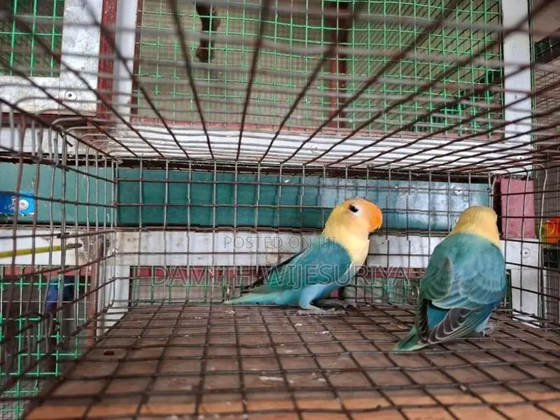 Turquoise Parblue Opalines