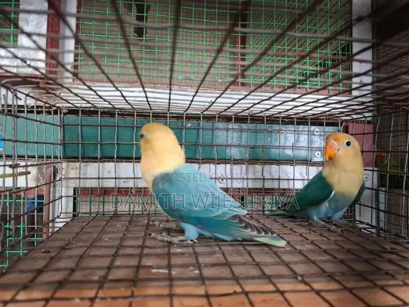 Turquoise Parblue Opalines