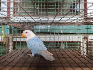 SF Violet Pale Fallow Opaline B1B2