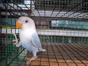 SF Violet Pale Fallow Opaline B1B2