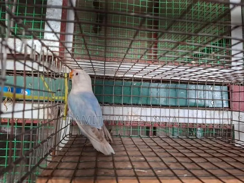 SF Violet Pale Fallow Opaline B1B2