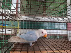 SF Violet Pale Fallow Opaline B1B2