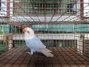 SF Violet Pale Fallow Opaline B1B2