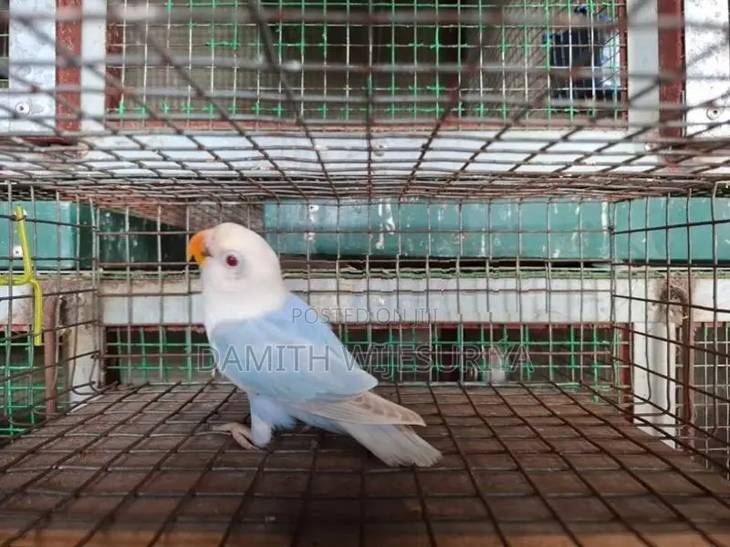 SF Violet Pale Fallow Opaline B1B2