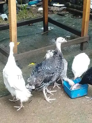 කලුකුමි වැනි සතුන් විකිනිමට