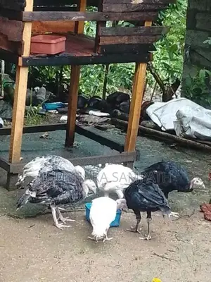 කලුකුමි වැනි සතුන් විකිනිමට