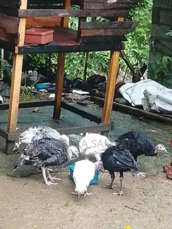 කලුකුමි වැනි සතුන් විකිනිමට