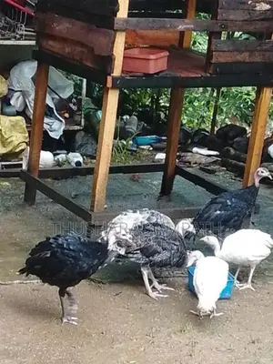 කලුකුමි වැනි සතුන් විකිනිමට