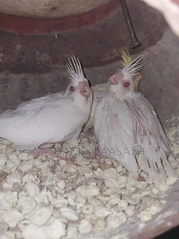 Albino Cockatiel Chicks