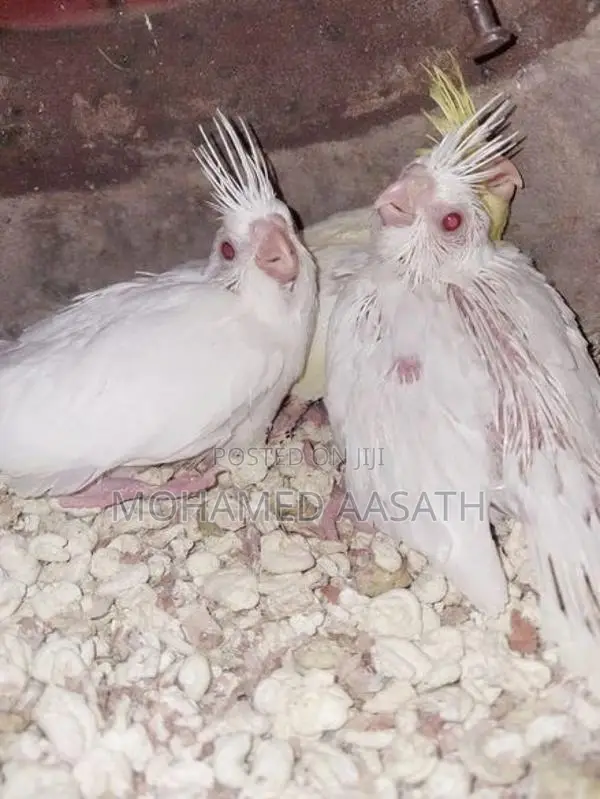Albino Cockatiel Chicks
