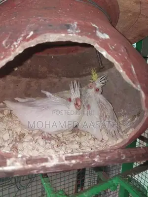Albino Cockatiel Chicks