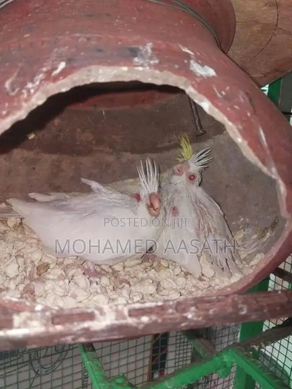 Albino Cockatiel Chicks