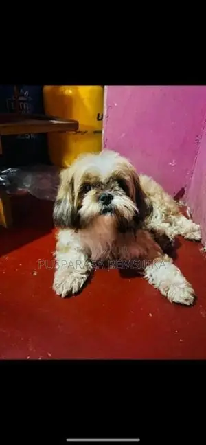 Female Shih Tzu Puppy