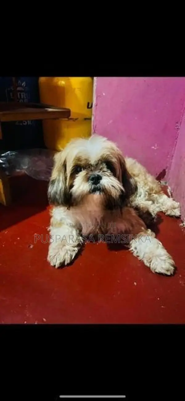 Female Shih Tzu Puppy