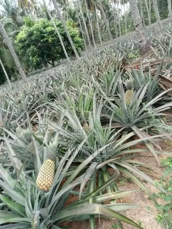 අන්නාසි පැළ