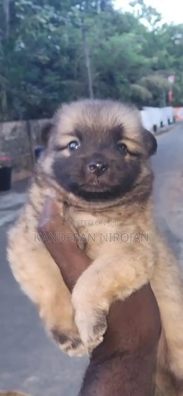 Lion Pomeranian