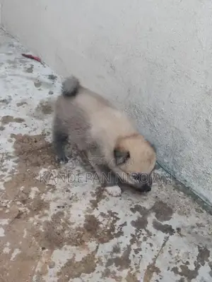 Lion Pomeranian
