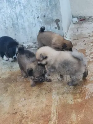 Lion Pomeranian