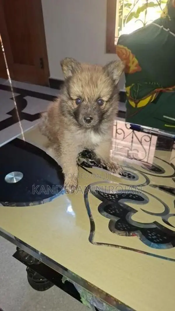 Lion Pomeranian