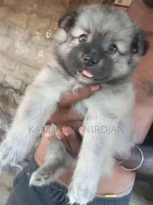 Lion Pomeranian