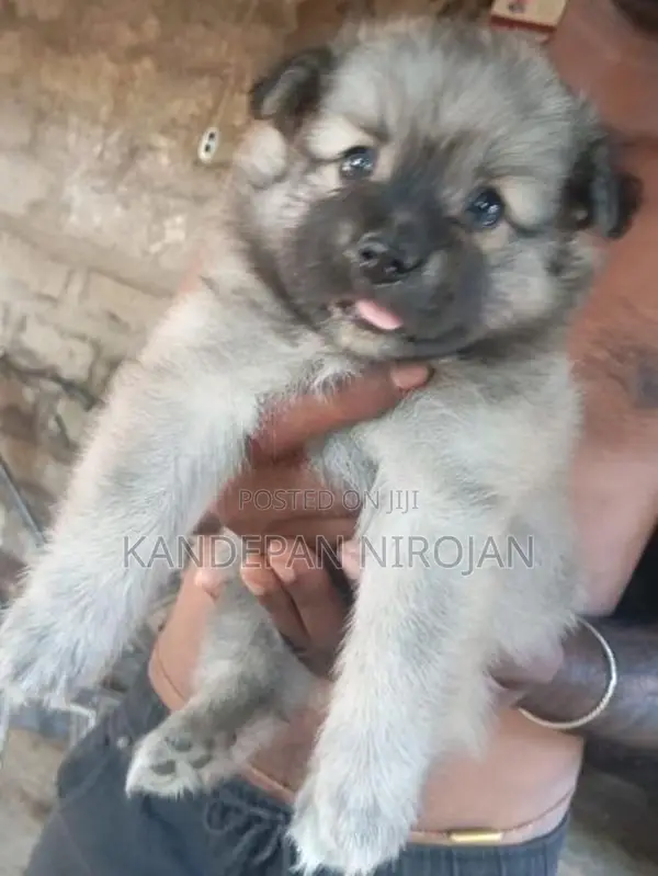 Lion Pomeranian