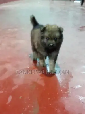 Lion Pomeranian