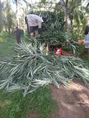 අන්නාසි පැළ
