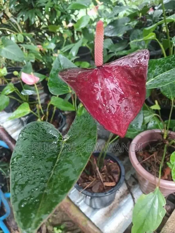 Black Love Anthuriyan Plant