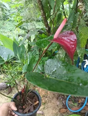 Black Love Anthuriyan Plant