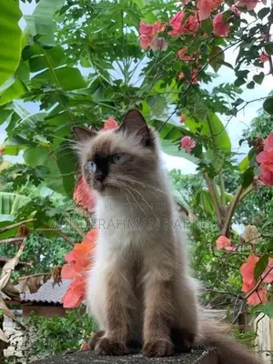 Himalayan Cat