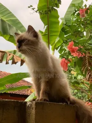 Himalayan Cat
