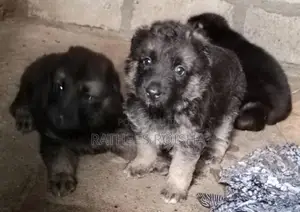 Lion German Shepherd Puppies