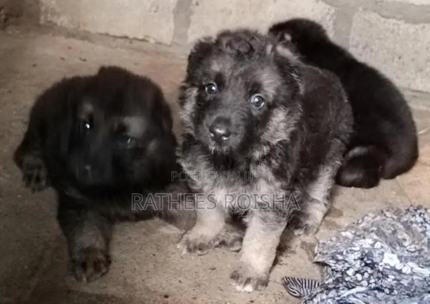 Lion German Shepherd Puppies