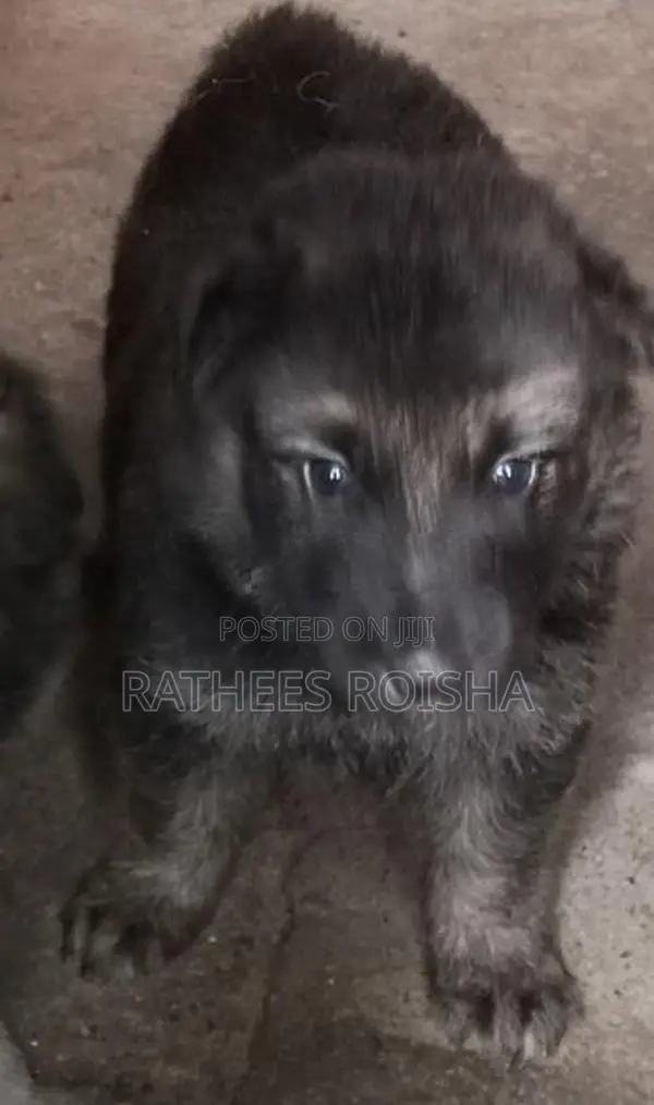 Lion German Shepherd Puppies